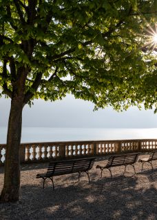 Ruhige Seepromenade am Thunersee: Bänke im Schatten der Bäume, Blick aufs Wasser und Alpenpanorama – ideal für eine entspannte Eventpause. ©Schloss Spiez Sonnenschein durch Bäume an der Seepromenade am Thunersee mit Sitzbänken