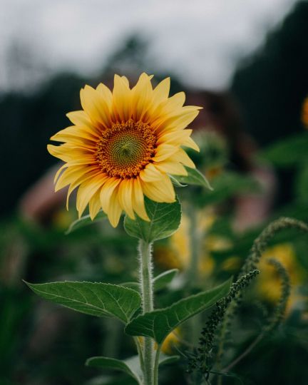 Gelbe Sonnenblume im Fokus, dahinter unscharfer Garten und Himmel – natürliche, ruhige Stimmung für inspirierende und nachhaltige Momente in der Region Thunersee. ©i-stock Nahaufnahme einer Sonnenblume mit weichem Hintergrund im Grünen
